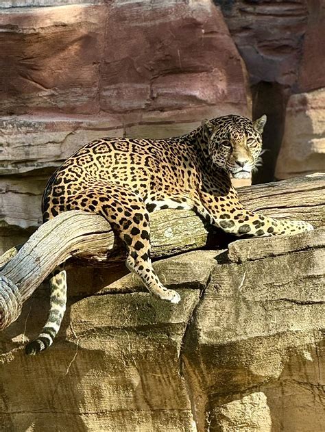 Jaguars | Turtle Back Zoo