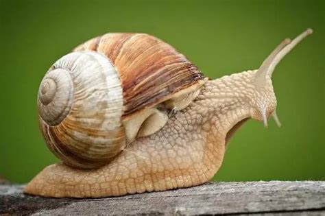 蜗牛是什么动物？蜗牛属于哪一科的动物？_小学生日记大全网