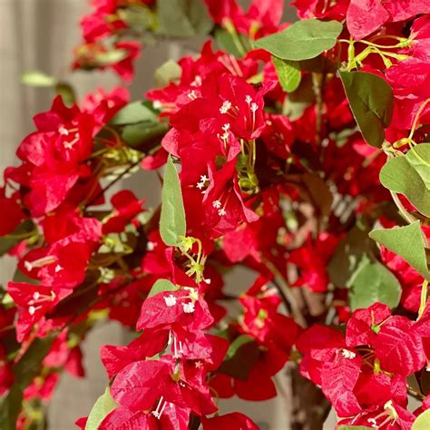 PLANTS – Wayanadan Touch Garden