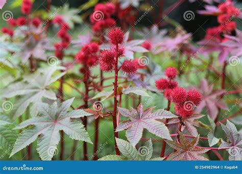 Ricinus Communis Aussi Connu Sous Le Nom De Ricin Ou De Castor Oil Plant. Photo stock - Image du ...