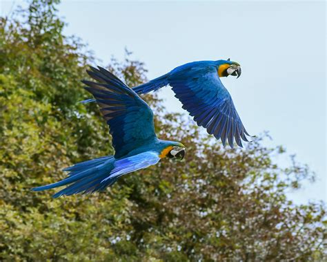Amazing picture of endangered Blue-throated macaws. : r/AnimalPorn
