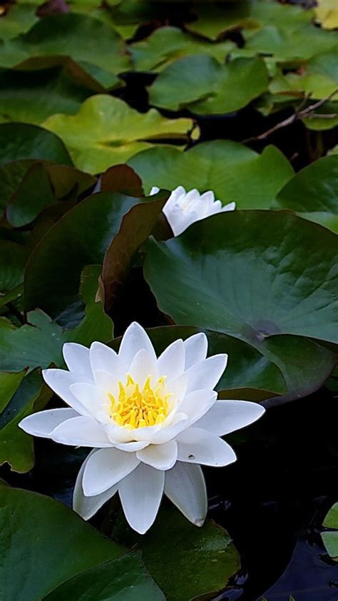 White Lotus Flower