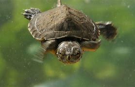 Image result for Cute Baby Sea Turtles