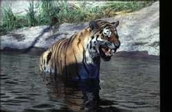 ZooLex Exhibit - Himalayas Exhibit for Siberian Tigers