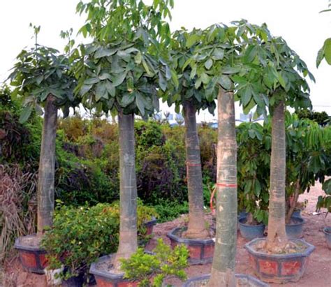 UNIQUE TREES - Outdoor Luxury