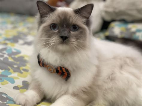 My 8.5 month old Ragdoll! He is now 10 pound two ounces. : r/ragdolls