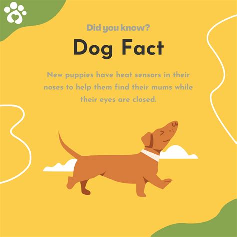 30 interesting facts about dogs – Artofit