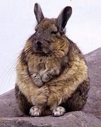 Image result for Rabbit Biology