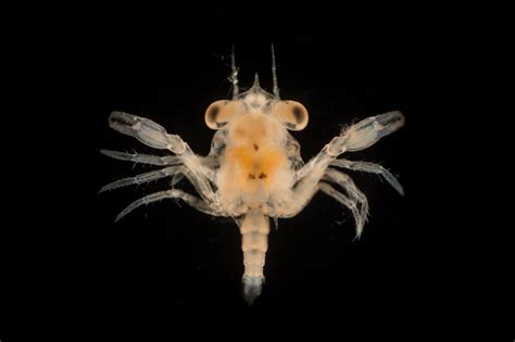 11 Suprising Species of Small Marine Life