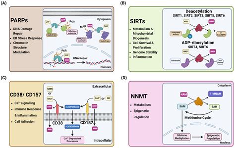Biological Functions and Therapeutic Potential of NAD+ Metabolism in ...