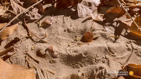 Image result for Doodlebug Insect