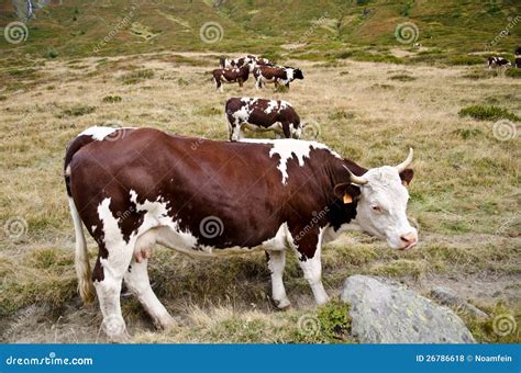 Group of cows stock photo. Image of animal, europe, produce - 26786618