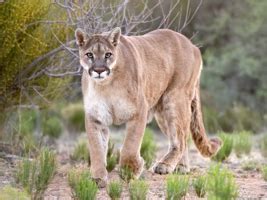 Puma Sounds 的图像结果