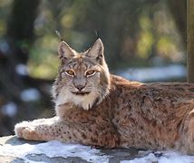 Image result for lynxes