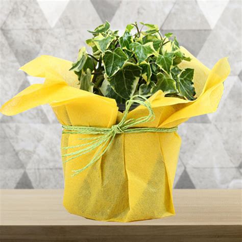 Online Beautiful English Ivy Plant Delivery | GoGift
