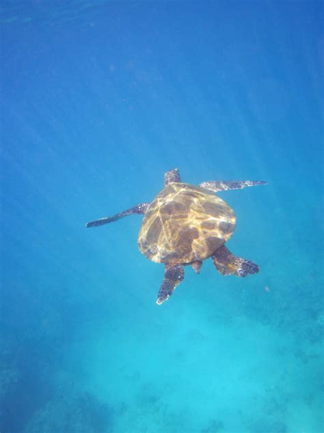 Fotos gratis : mar, submarino, nadar, biología, tortuga marina ...