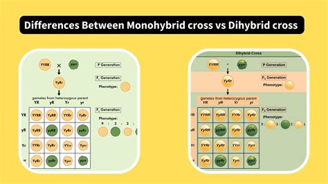 Monohybrid And Dihybrid Punnett Squares – KOSE