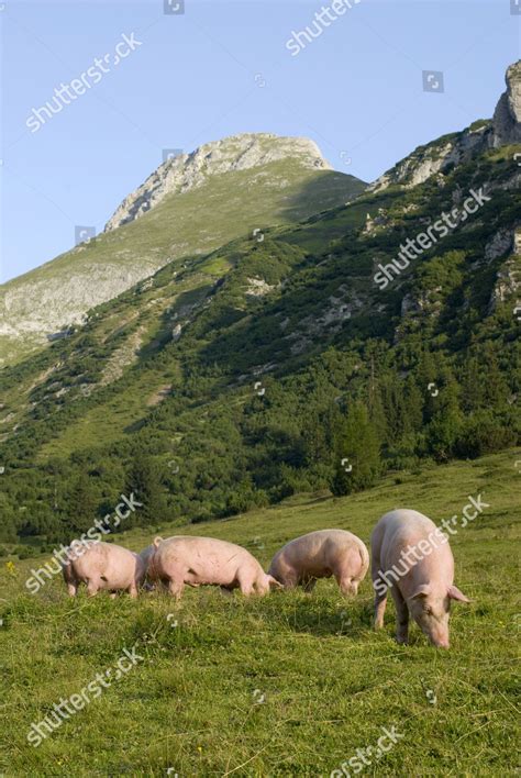 Domestic Pigs On Alpine Pasture Maldonalm Editorial Stock Photo - Stock ...