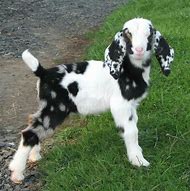Image result for Good Morning Beautiful Baby Animals