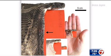 Image result for Burmese python Diet