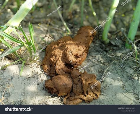 Exploding Poop Human 的图像结果