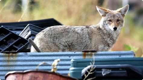 Coyote attack on preschooler prompts urgent warning in Colorado Springs ...