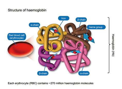 Image result for Haemoglobin Structure Model