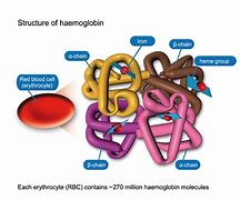 haemoglobin 的图像结果
