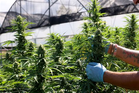 Trump's 'hemp ban' ended backdoor legal weed — despite pot industry's howls