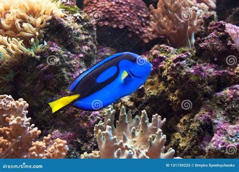 Blue Surgeonfish, Paracanthurus Hepatus Also Known As the Blue Tang ...