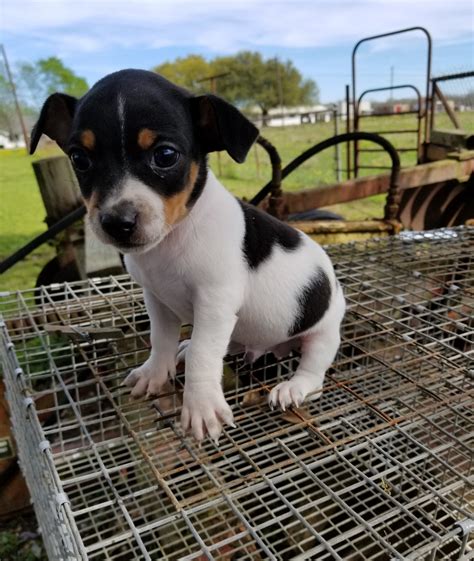 Rat Terrier Puppies For Sale | Scott, LA #272056 | Petzlover
