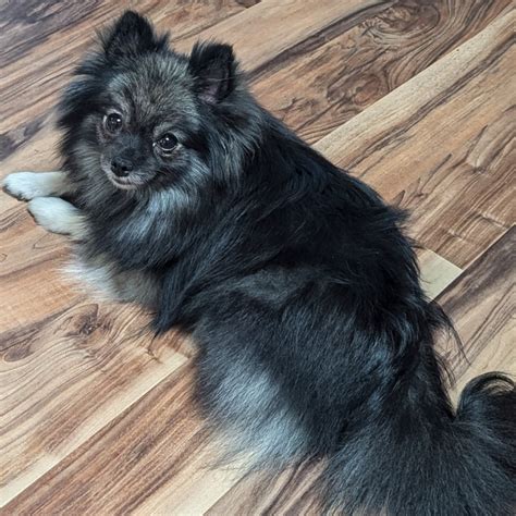 Arizona Precious Pomeranians | Wolf Sable & Rare Exotic-Colored Poms