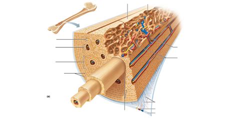 Image result for Compact Bone Structure