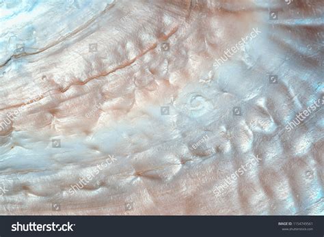 Image result for Shell Close Up