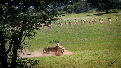 Image result for Cheetah Springbok