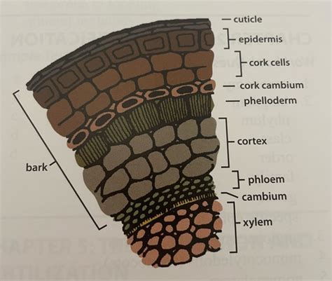Tree Stem 的图像结果