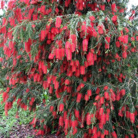 Bottle Brush (melalueca) Sapling Plant – GreenParadiseLive