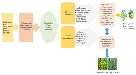Genetic Variation In Plants