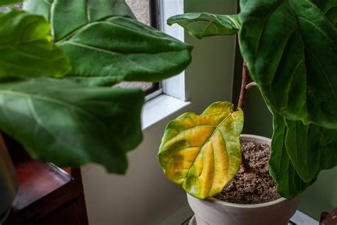 Why Your Plants Turn Yellow and How to Rescue Them - The Botanic Home
