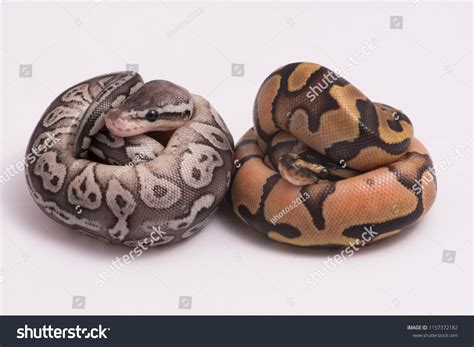 Ball Python Pregnancy 的图像结果