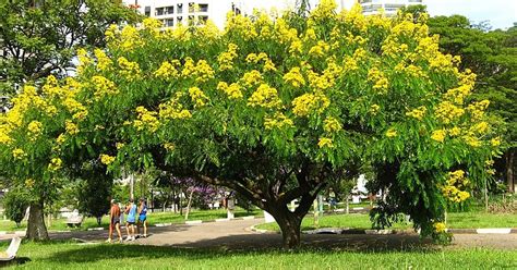 Explained: Senna Spectabilis That Kerala Is Planning To Eradicate