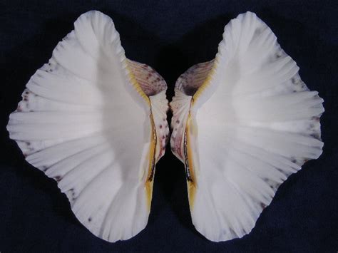 Image result for WinShell Clam