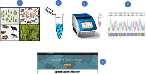 Image result for DNA Barcoding Plants