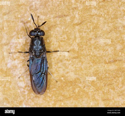 Black soldier fly species Hermetia illucens in high definition with ...