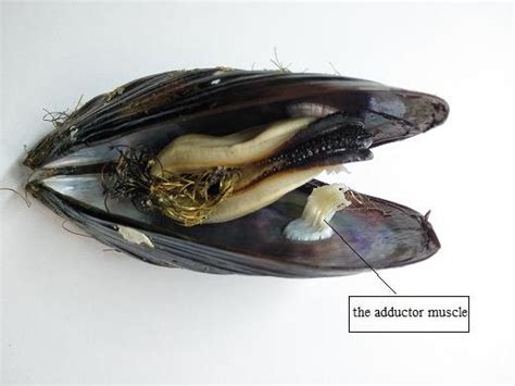 Image result for Muscle Shell