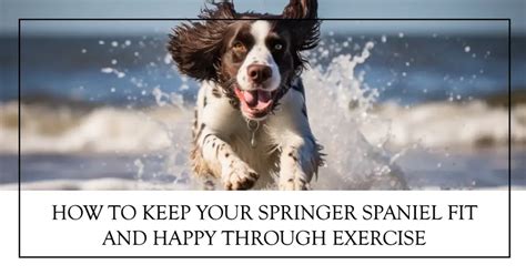 Springer Spaniel Weight