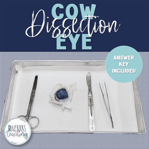 Image result for Cow Eye Dissection Tutorial