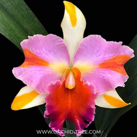 Blooming Orchid | Moth Orchid Flower Colors | Orchid-Tree