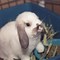 Image result for Holland Lop Bunnies