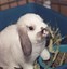 Image result for Pink Baby Rabbit